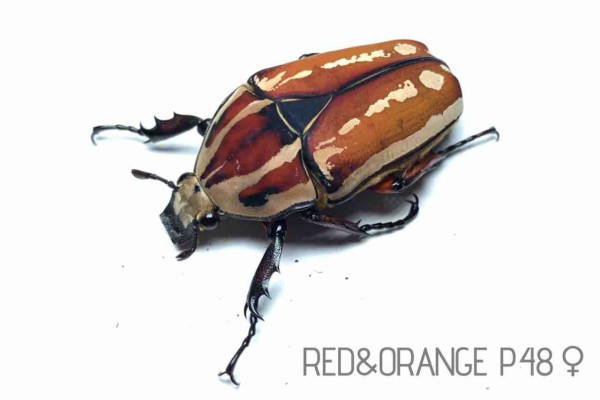 標本　ウガンダ　ウガンデンシス　3頭 くわかぶプラネット / ウガンデンシスオオツノカナブン幼虫 3頭セット