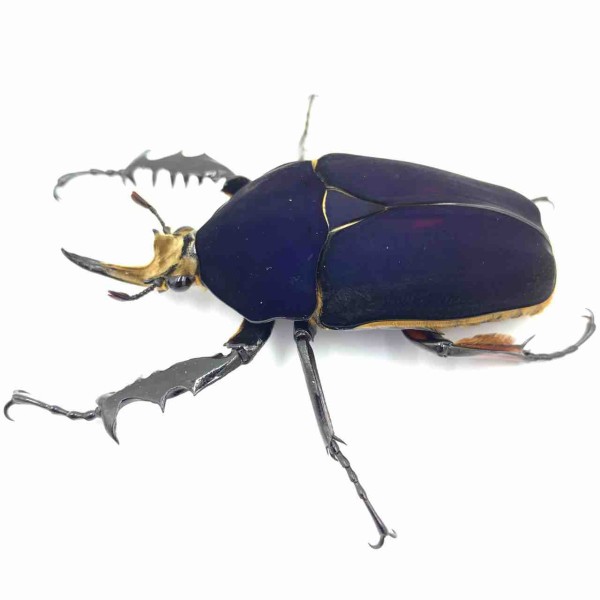 ウガンデンシス“DARK BLUE SOLID” : GOKUSAISHIKI(サブ)