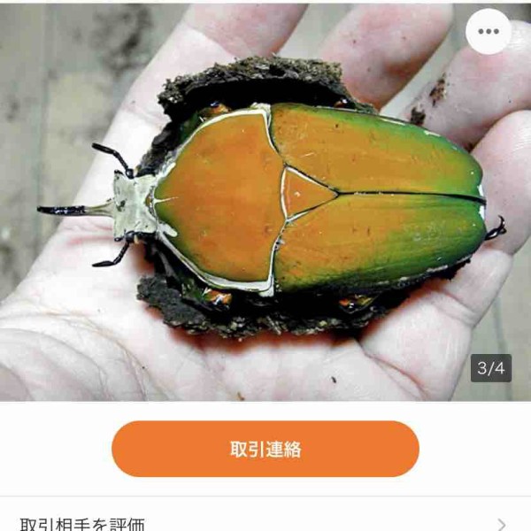 インマキュリコリスオオツノカナブン(M,T,immaculicollis) 飼育記