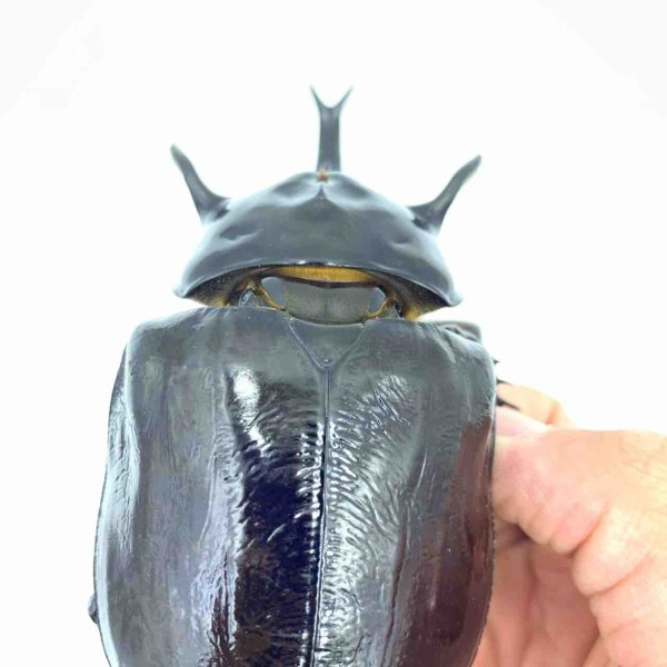 マルスゾウカブト(飼育) マルスゾウカブトの飼育に挑戦！立派な成虫を育ててみよう！ | 月虫