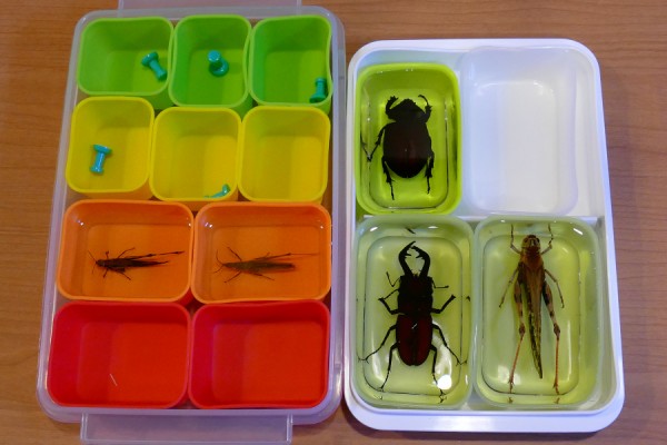 昆虫の樹脂標本を作りました 趣味の 写真 Diy オーディオ 日記