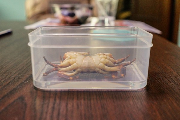カニの樹脂標本を作りました 趣味の 写真 Diy オーディオ 日記