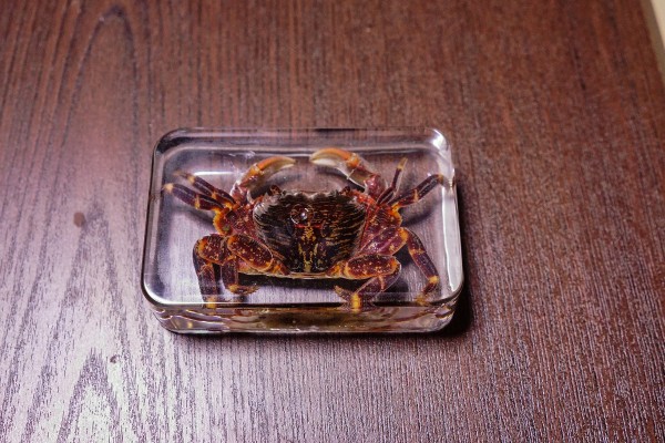 カニの樹脂標本を作りました 趣味の 写真 Diy オーディオ 日記
