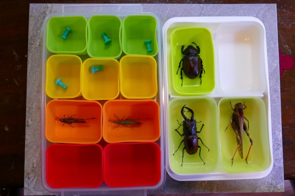 昆虫の樹脂標本を作りました 趣味の 写真 Diy オーディオ 日記