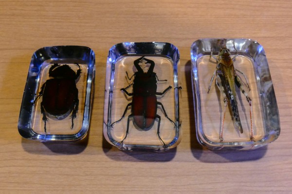 昆虫の樹脂標本を作りました 趣味の 写真 Diy オーディオ 日記