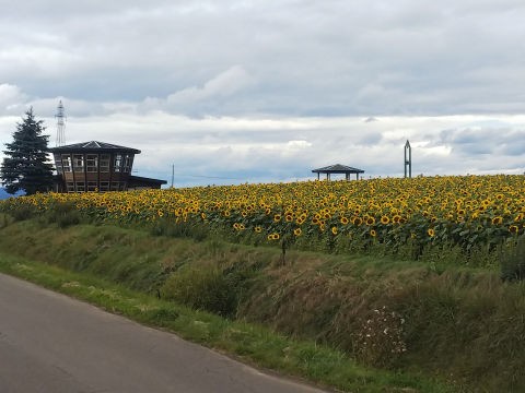 大空町や網走のヒマワリ 樺のん日記