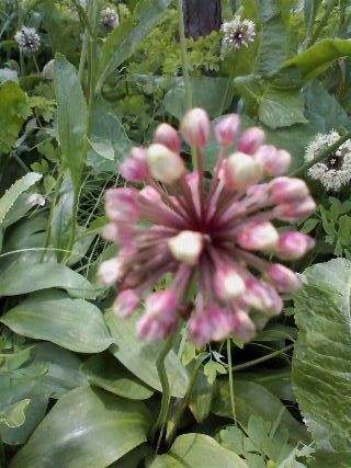 行者ニンニクの花 樺のん日記