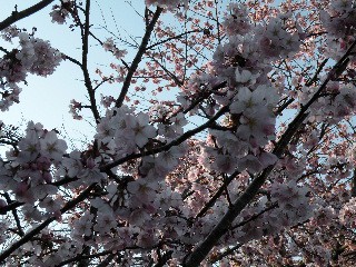 第60回 あっけし桜 牡蠣まつり 樺のん日記