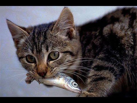 Lol ねこばばってそういえば前はaaの射程伸びたんだっけ Lol 2chまとめ Shaco速報
