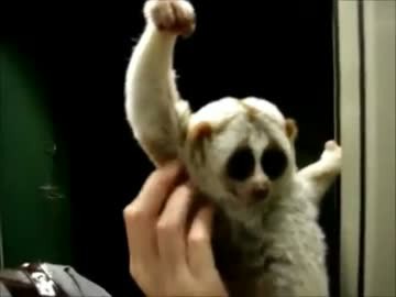 ニコニコ Ultは添えるだけのサイオンくんuc ワロタ Lol 2chまとめ Shaco速報