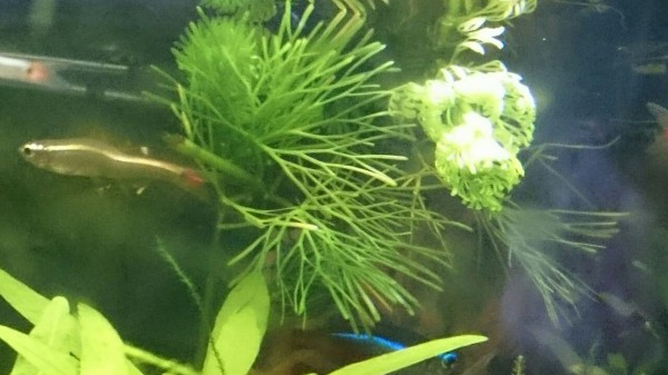 近親交配遺伝子障害 アカヒレ版 瑠璃色の天使