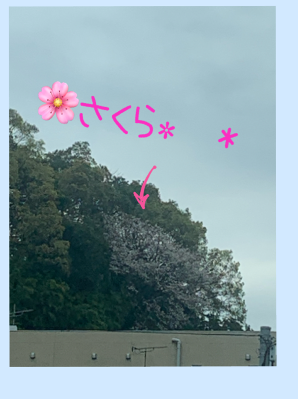 桜の花びら散る度に って口ずさんでいる私 まだ咲いてないのに笑笑 待ち遠しいなぁ まんまるブログ