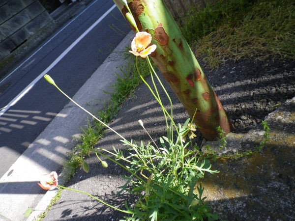 暗渠ハンター 暗渠に咲く初夏の花たち 毎日暗活 暗渠ハンター 旧 東京peeling