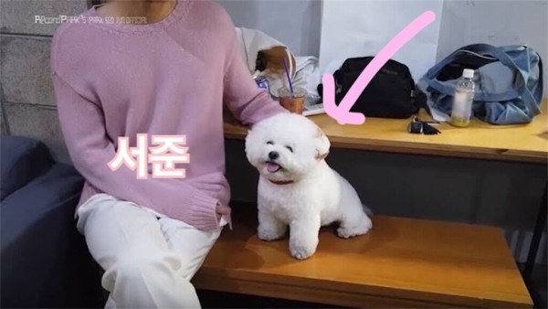 インスタ パクソジュン 愛犬シンバ 家族写真 Love Korea