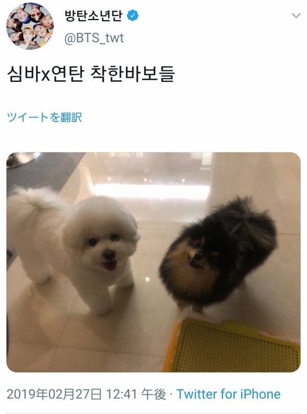 インスタ パクソジュン 愛犬シンバ 家族写真 Love Korea