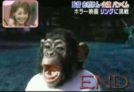 チンパンジーのパン君 貞子を演じます 動物動画専科