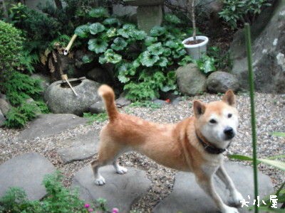 毎日がエブリディ 犬小屋