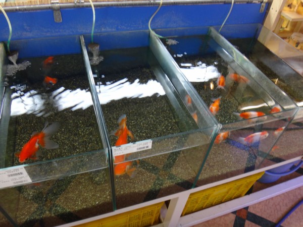 群馬にあるチャーム本店に行ってきました １１１１１ ゆうこ村水族館