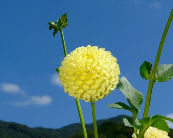 怖い意味 良い 悪い意味の花言葉 豆知識 なんでも