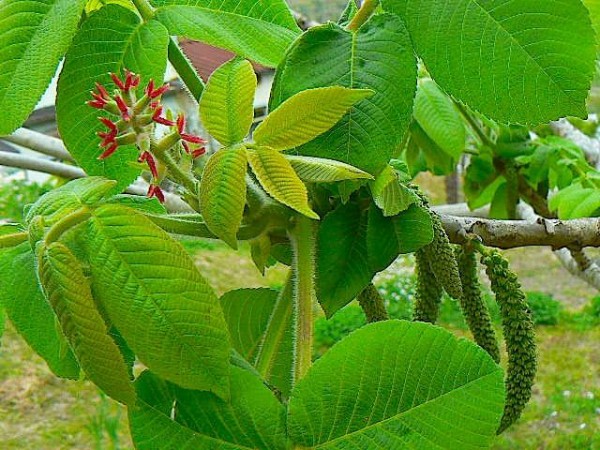 怖い意味 良い 悪い意味の花言葉 豆知識 なんでも