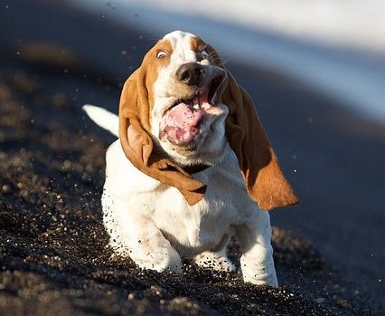 変顔 動物たちの表情豊かな面白可愛い顔 100選 犬 猫画像 なんでも