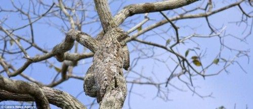 あなたは全て見つけられる 動物最強の擬態 カモフラージュ大作選 70枚 画像 なんでも