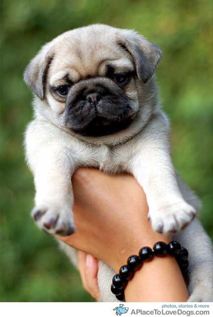 最も可愛い子犬の犬種ランキング 可愛い動画ランキングと画像集 なんでも