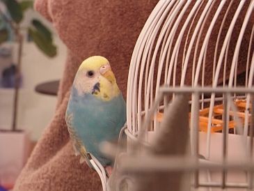 セキセイインコの由来 Small Pets