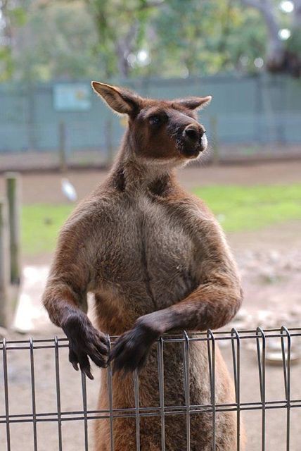 筋肉ムキムキ カンガルーで打線組んだ 画像 群雄割拠