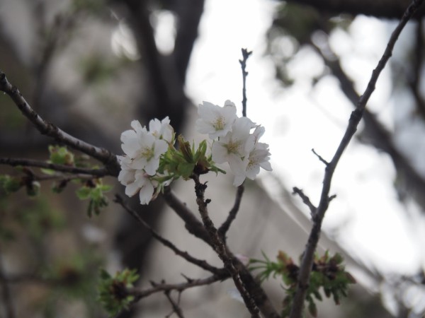 沼津の桜 白い桜 3 24 まいにちラブライブ