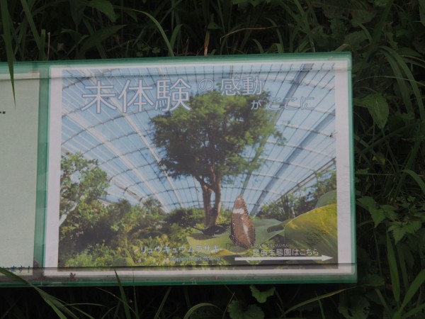 Aqours4thシングル 未体験horizon に登場した多摩動物公園へ 蝶たちが間近で飛んでる まいにちラブライブ