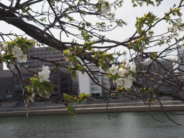 沼津の桜 白い桜 3 24 まいにちラブライブ