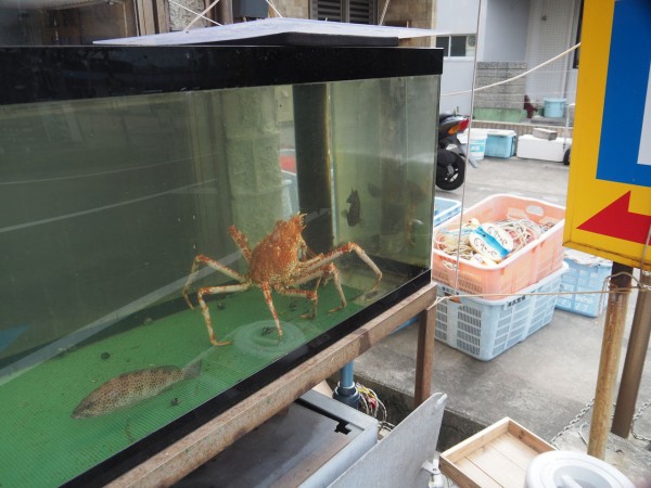 タカアシガニを食べるなら断然冬 これからの時季がオススメです まいにちラブライブ