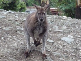 長崎バイオパーク その７ 呑んだくれだより