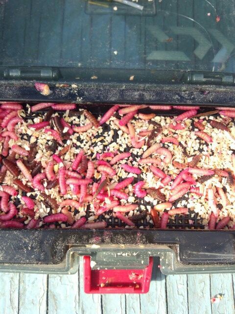 諏訪湖ドーム船ワカサギへｇｏ 今日のいし君