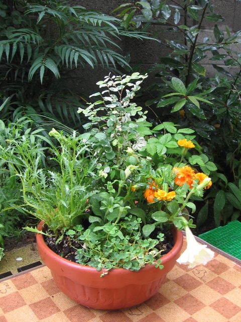 雨模様の日に 寄せ植え を楽しむ お伊勢さんと花とちょっぴり文化