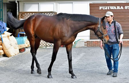 訃報 種牡馬フォーティナイナー死去 35歳 うまなみ 競馬にゅーす速報