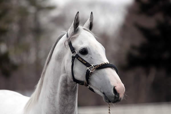 顔がいちばんカッコイイ カワイイのってどの馬 うまなみ 競馬にゅーす速報