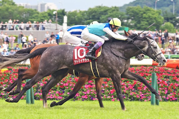 競馬予想】[2]第74回阪神大賞典(GⅡ) /2026 : ☆うまなみ・競馬