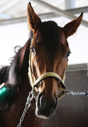 人間だったら美人で可愛いくてモテたと思う牝馬 うまなみ 競馬にゅーす速報