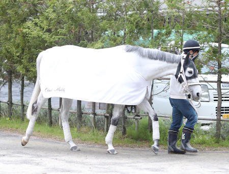 スマートレイアー姐さん モズカッチャンにも慕われる うまなみ 競馬にゅーす速報