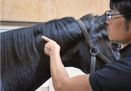 悲報 ウイニングチケットのたてがみも切られていたことが発覚 うまなみ 競馬にゅーす速報