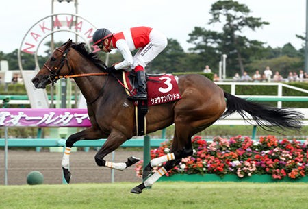 競馬 ショウナンパンドラ骨折 休養期間は未定 うまなみ 競馬にゅーす速報