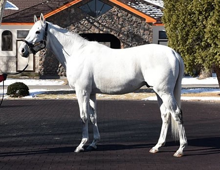 ゴールドシップ初年度勝ち上がり率3割超えでオルフェ超え達成 うまなみ 競馬にゅーす速報 ゴールドシップ初年度勝ち上がり率3割超えでオルフェ超え達成 うまなみ 競馬にゅーす速報