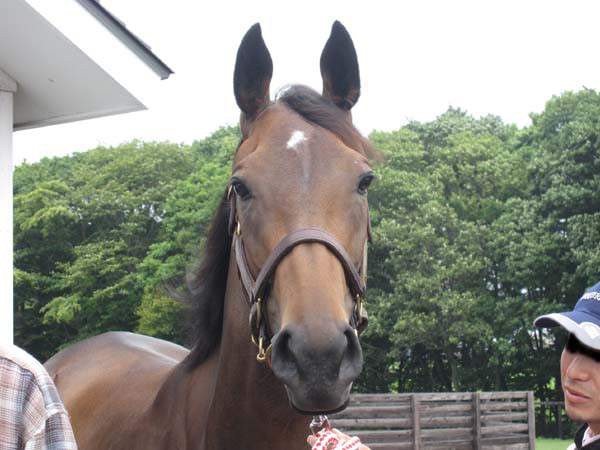 顔がいちばんカッコイイ カワイイのってどの馬 うまなみ 競馬にゅーす速報