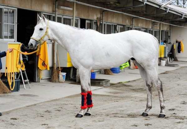 競馬 スノードラゴン白すぎワロタｗｗｗｗｗｗｗｗｗ うまなみ 競馬にゅーす速報