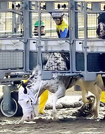 競馬 ブチコ ゲート難克服できず引退 うまなみ 競馬にゅーす速報 競馬 ブチコ ゲート難克服できず引退 うまなみ 競馬にゅーす速報