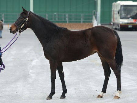悲報 ﾀﾞｲﾜｽｶｰﾚｯﾄの初仔 ダイワレーヌ 競争登録抹消 うまなみ 競馬にゅーす速報