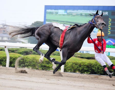 浦和競馬】的場文男 1着ゴールまであと30センチのところで落馬wwwwwww