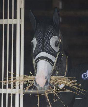ゴールドシップの3歳までの成績www うまなみ 競馬にゅーす速報 ゴールドシップの3歳までの成績www うまなみ 競馬にゅーす速報
